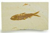 Detailed Fossil Fish (Knightia) - Wyoming #355645-1